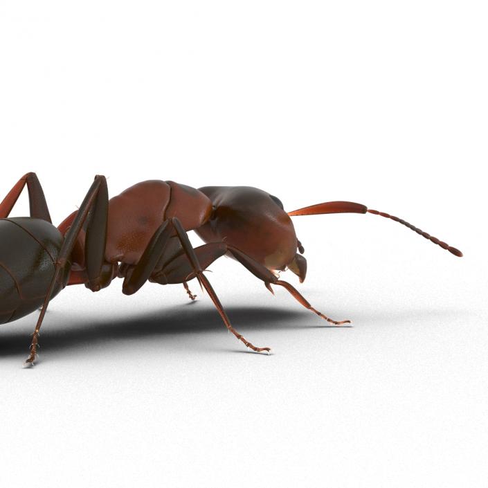 Red Ant Pose 3 3D model