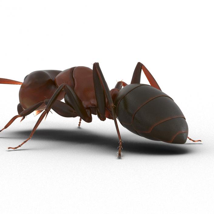 Red Ant Pose 3 3D model