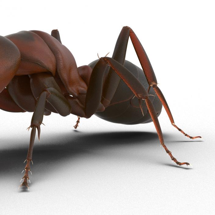 Red Ant Pose 3 3D model