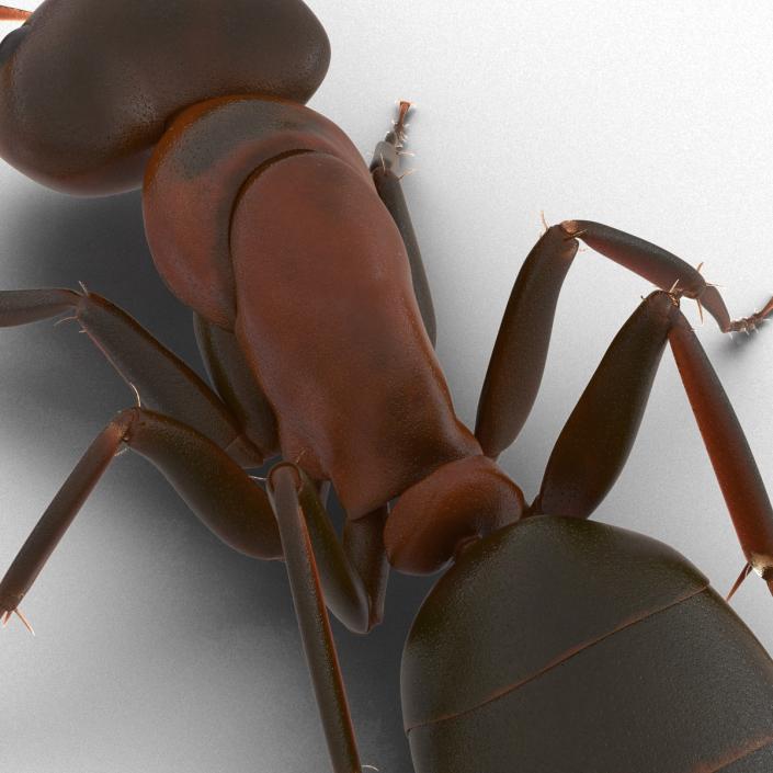 Red Ant Pose 3 3D model