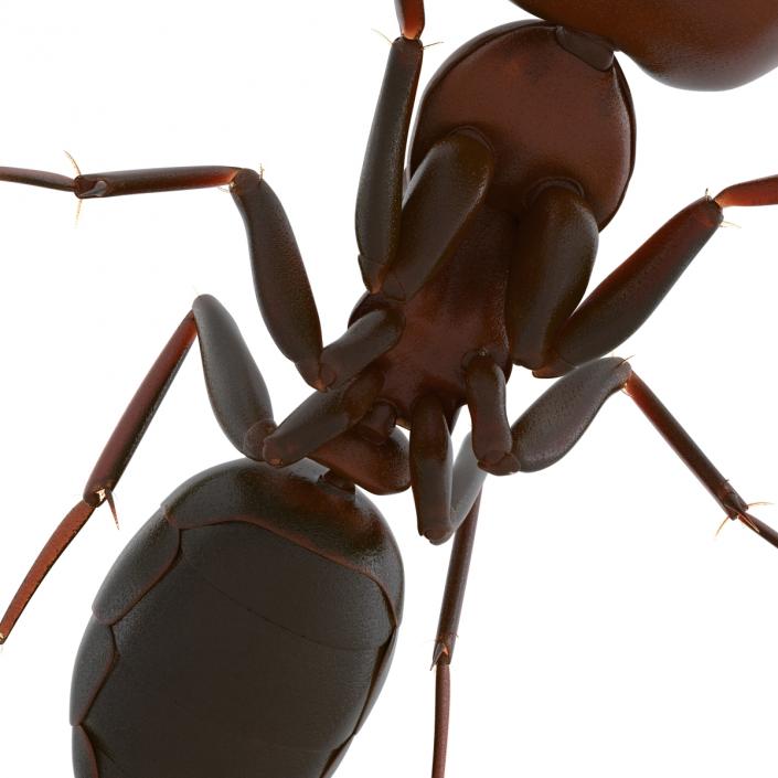 Red Ant Pose 3 3D model