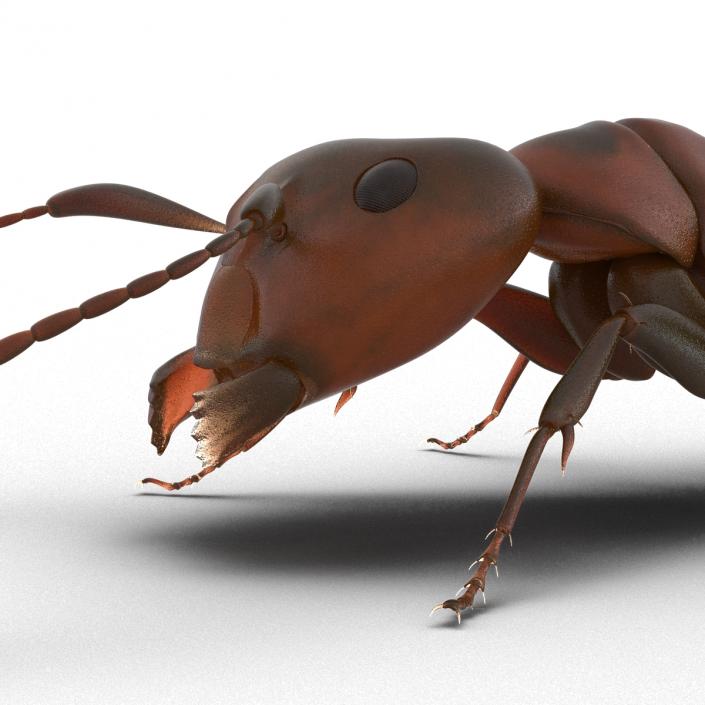 Red Ant Pose 3 3D model