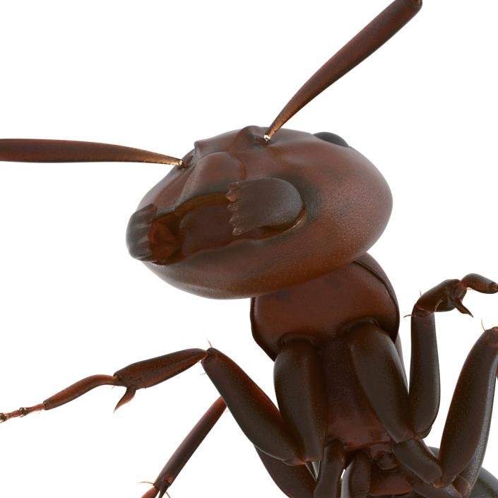 Red Ant Pose 3 3D model