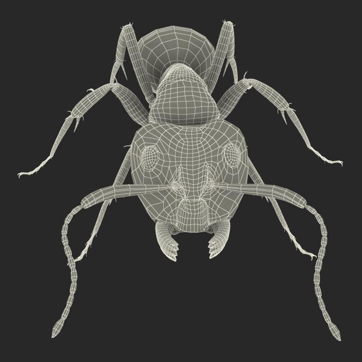 Red Ant Pose 3 3D model