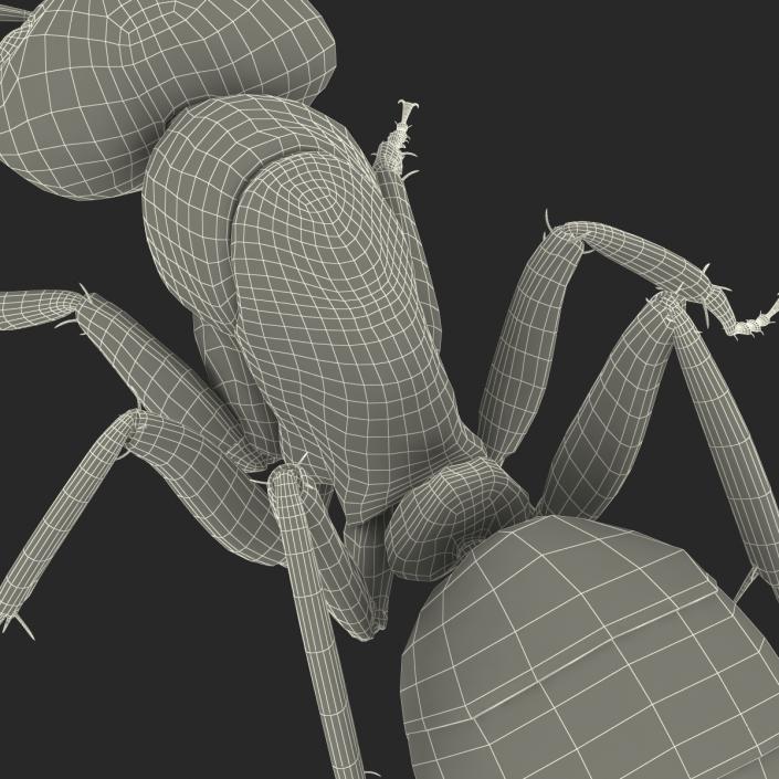 Red Ant Pose 3 3D model