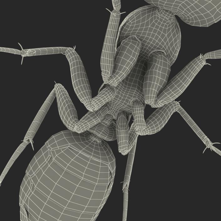 Red Ant Pose 3 3D model