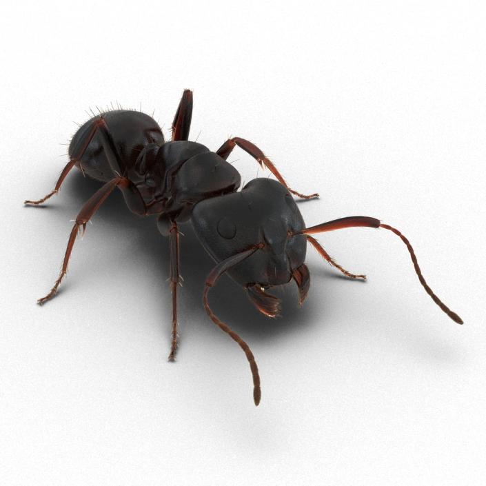 3D model Black Ant with Fur Pose 3