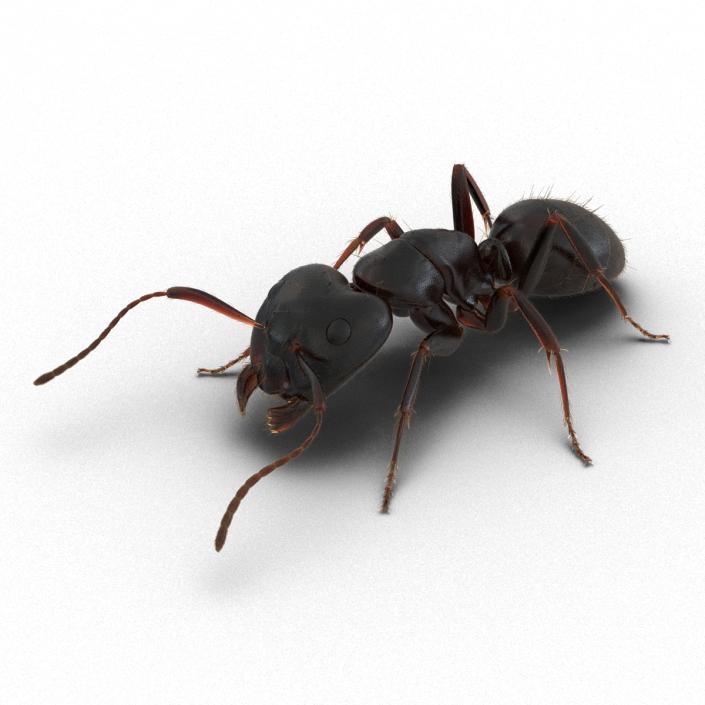 3D model Black Ant with Fur Pose 3