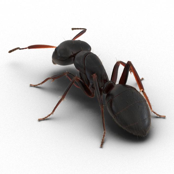 3D model Black Ant with Fur Pose 3