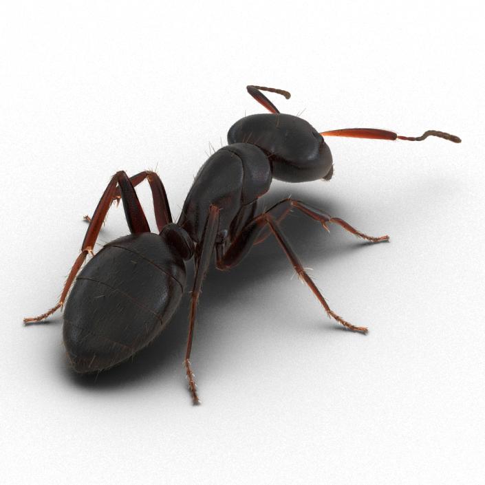 3D model Black Ant with Fur Pose 3