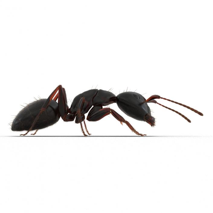 3D model Black Ant with Fur Pose 3