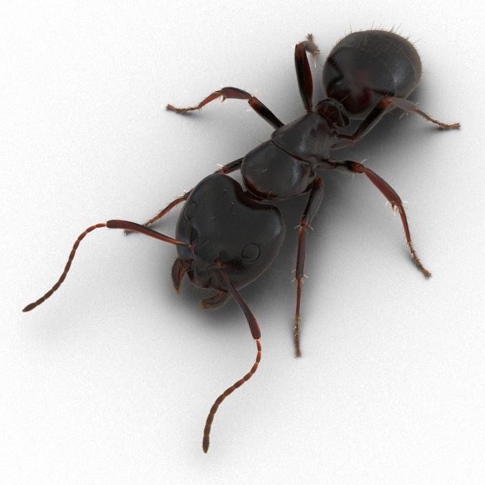 3D model Black Ant with Fur Pose 3