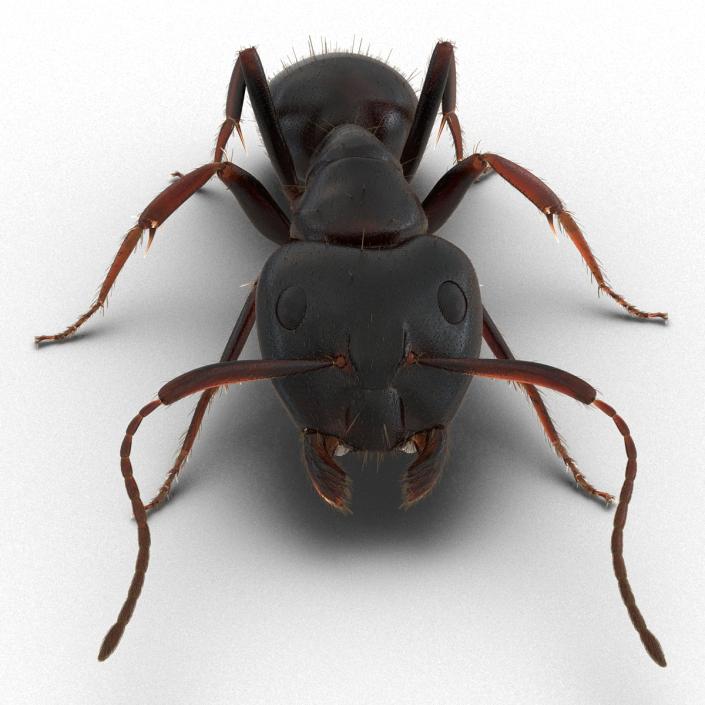 3D model Black Ant with Fur Pose 3