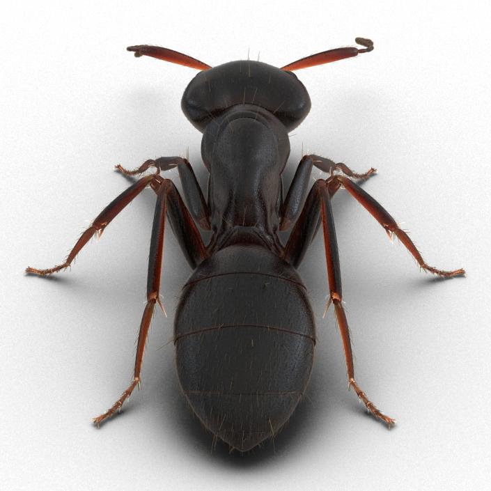 3D model Black Ant with Fur Pose 3