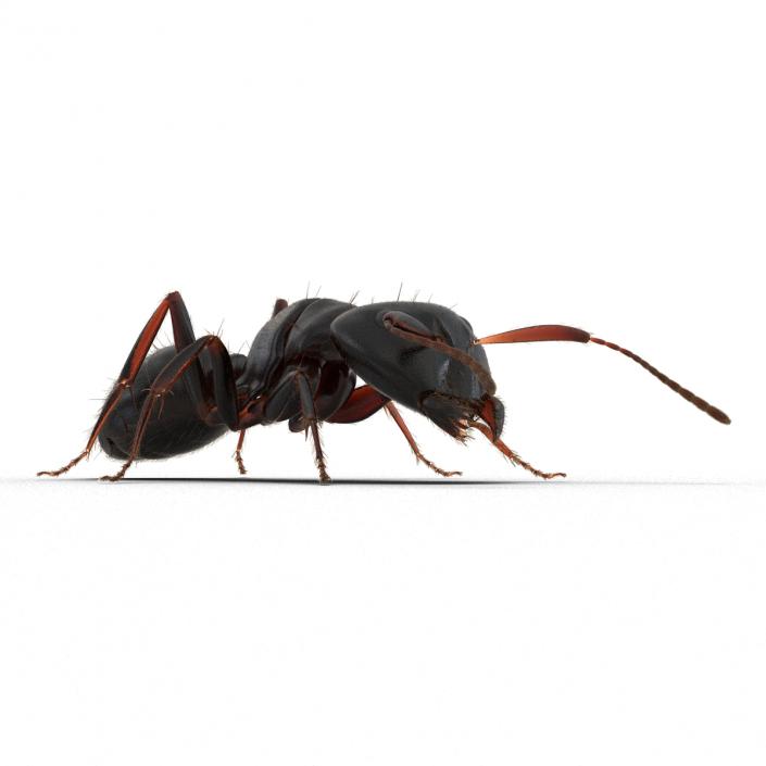 3D model Black Ant with Fur Pose 3