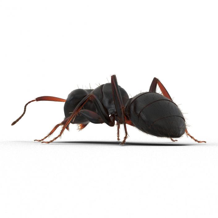 3D model Black Ant with Fur Pose 3