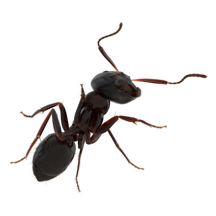 3D model Black Ant with Fur Pose 3