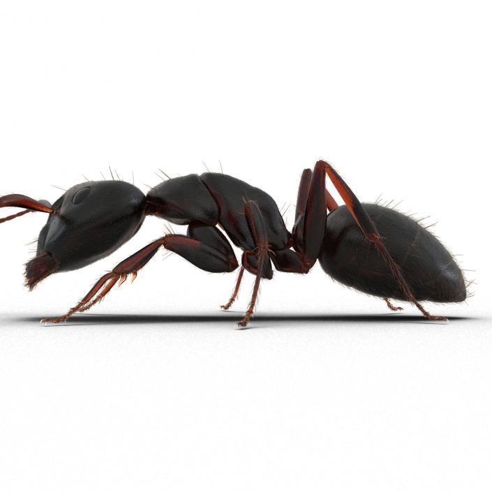 3D model Black Ant with Fur Pose 3