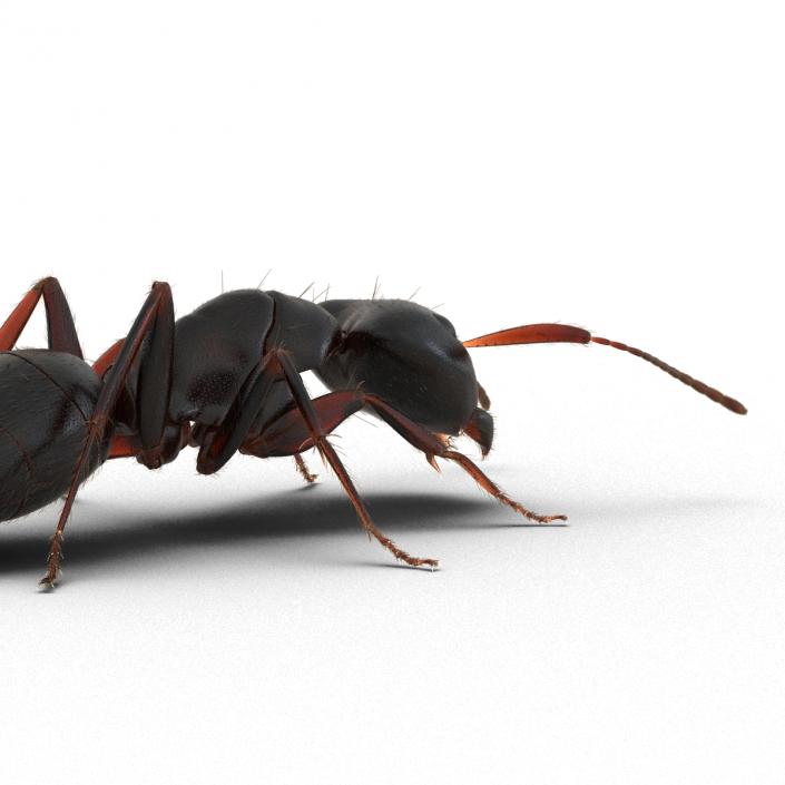 3D model Black Ant with Fur Pose 3