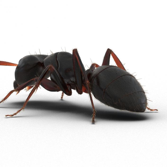 3D model Black Ant with Fur Pose 3