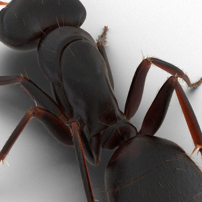 3D model Black Ant with Fur Pose 3