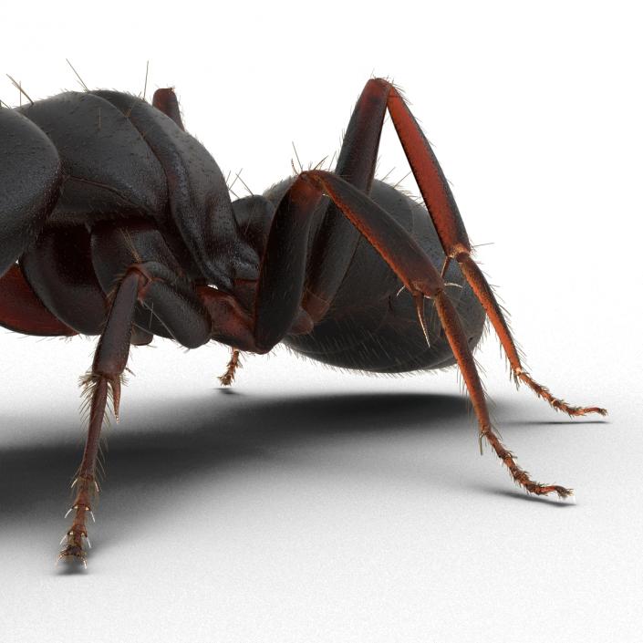 3D model Black Ant with Fur Pose 3