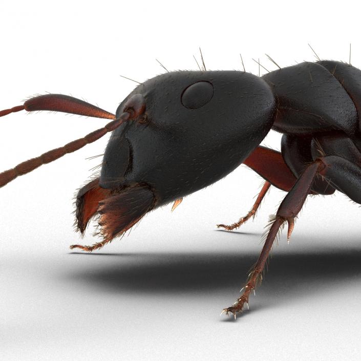 3D model Black Ant with Fur Pose 3