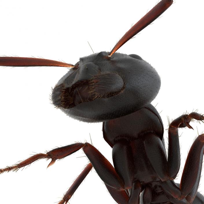 3D model Black Ant with Fur Pose 3