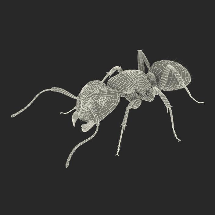 3D model Black Ant with Fur Pose 3