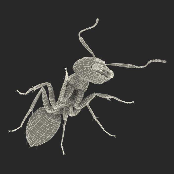 3D model Black Ant with Fur Pose 3