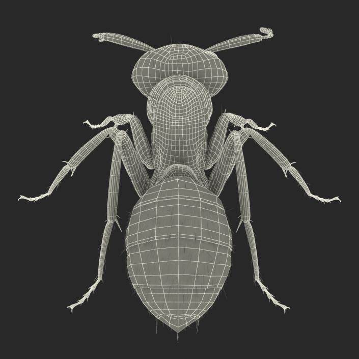 3D model Black Ant with Fur Pose 3