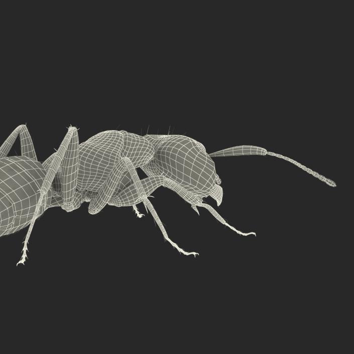 3D model Black Ant with Fur Pose 3