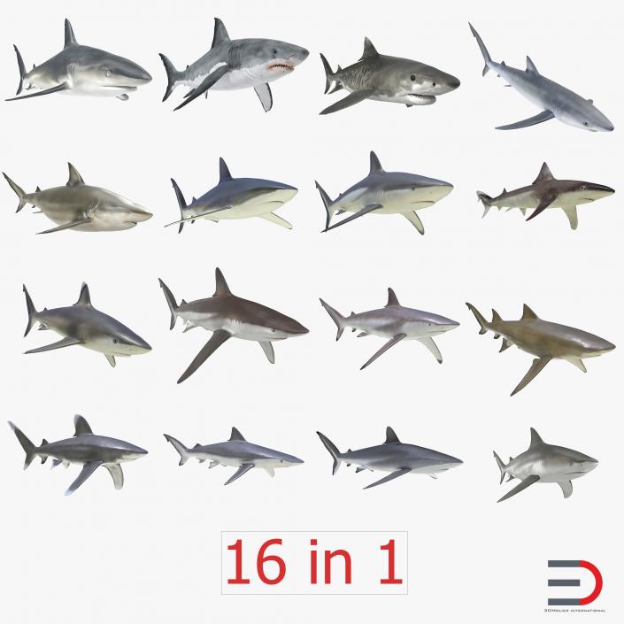 Sharks Collection 2 3D model