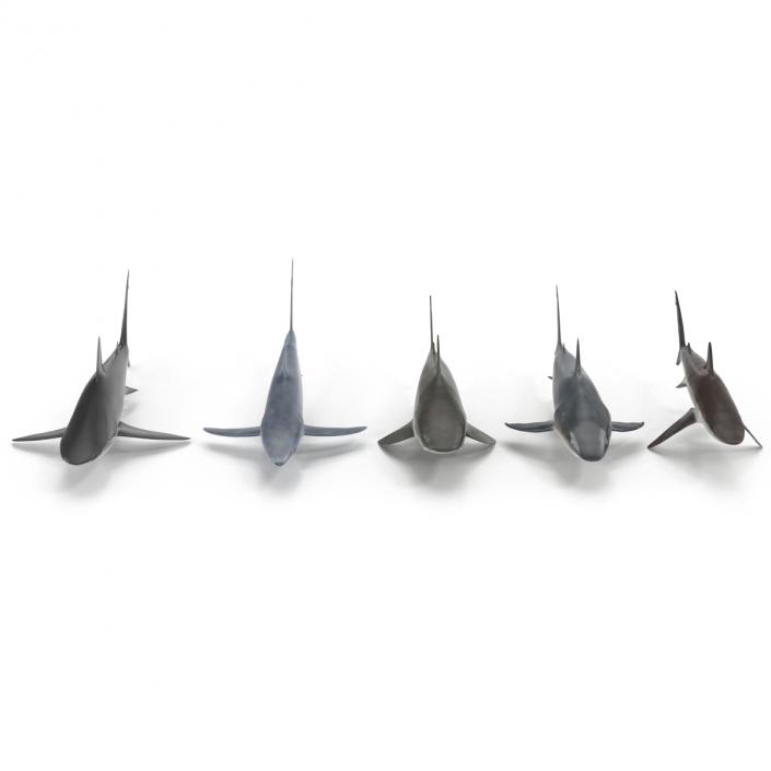 Sharks Collection 2 3D model