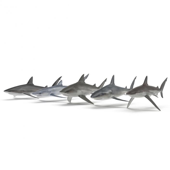 Sharks Collection 2 3D model