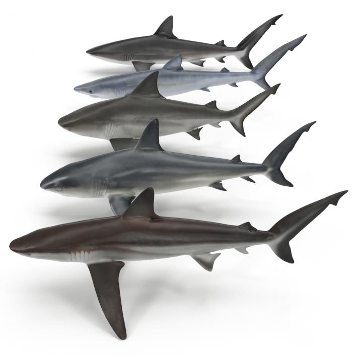 Sharks Collection 2 3D model