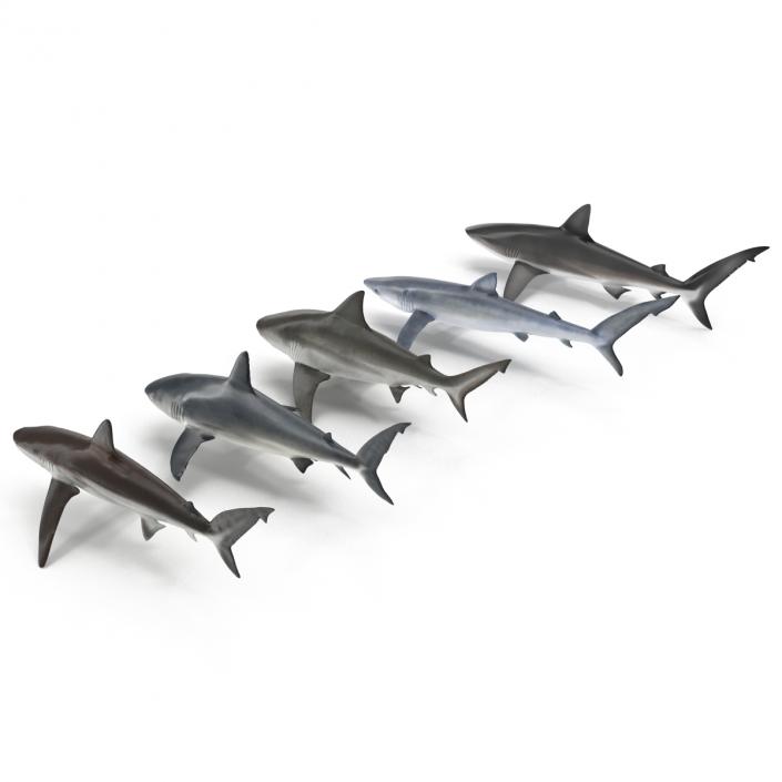 Sharks Collection 2 3D model