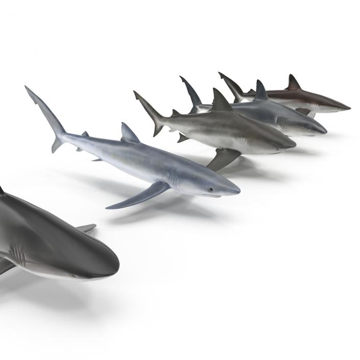 Sharks Collection 2 3D model