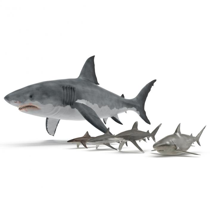 Sharks Collection 2 3D model