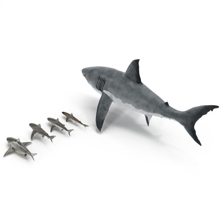 Sharks Collection 2 3D model