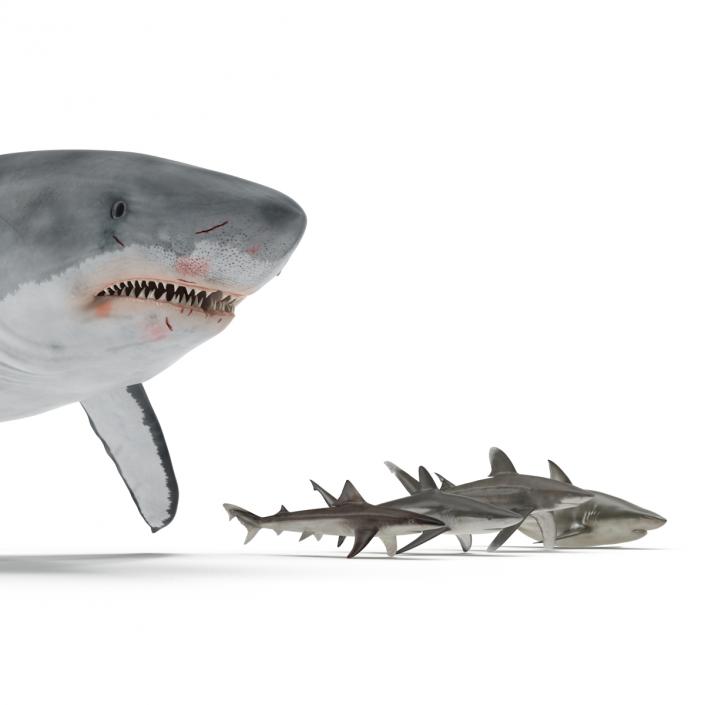 Sharks Collection 2 3D model