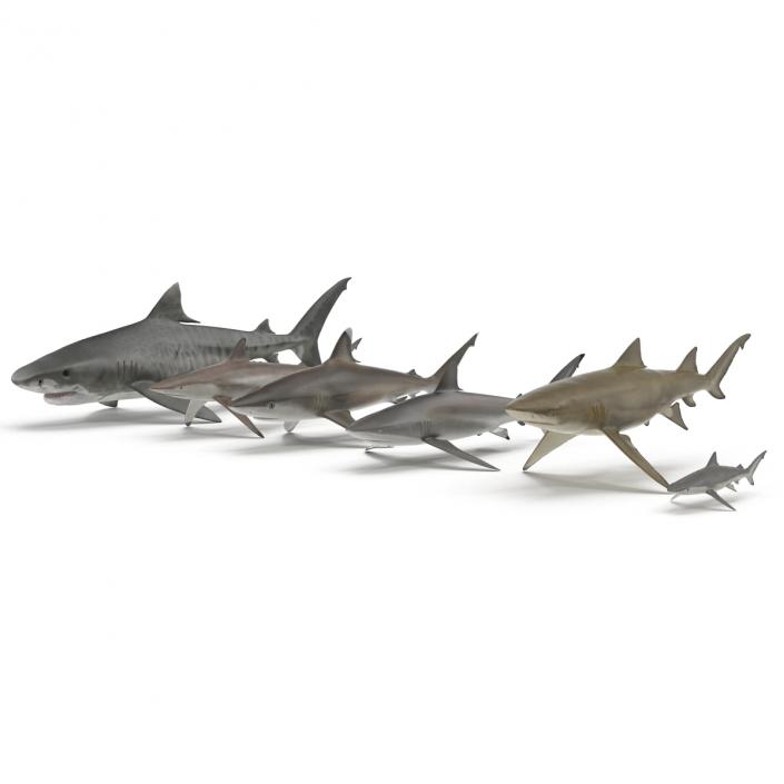 Sharks Collection 2 3D model