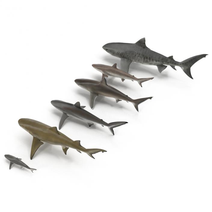 Sharks Collection 2 3D model