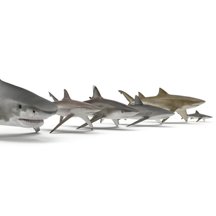 Sharks Collection 2 3D model