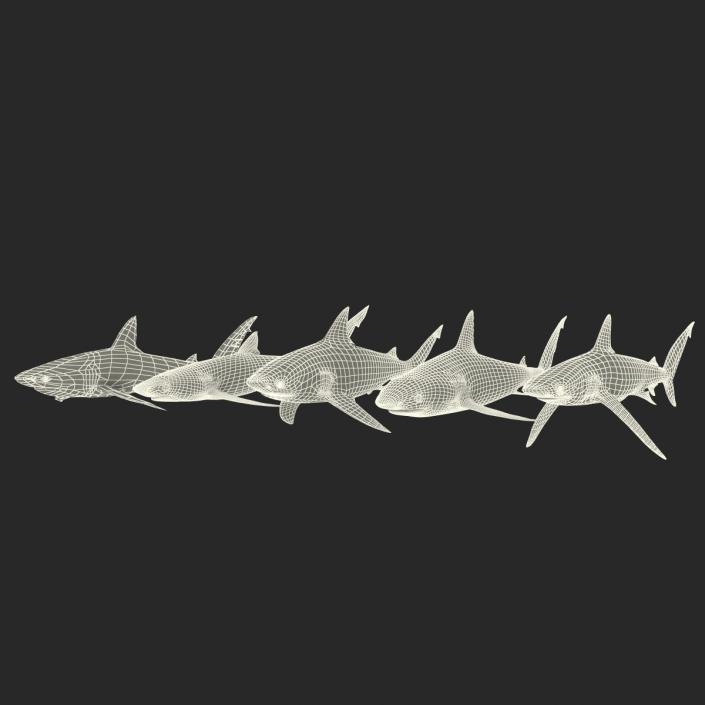 Sharks Collection 2 3D model