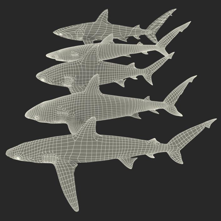 Sharks Collection 2 3D model