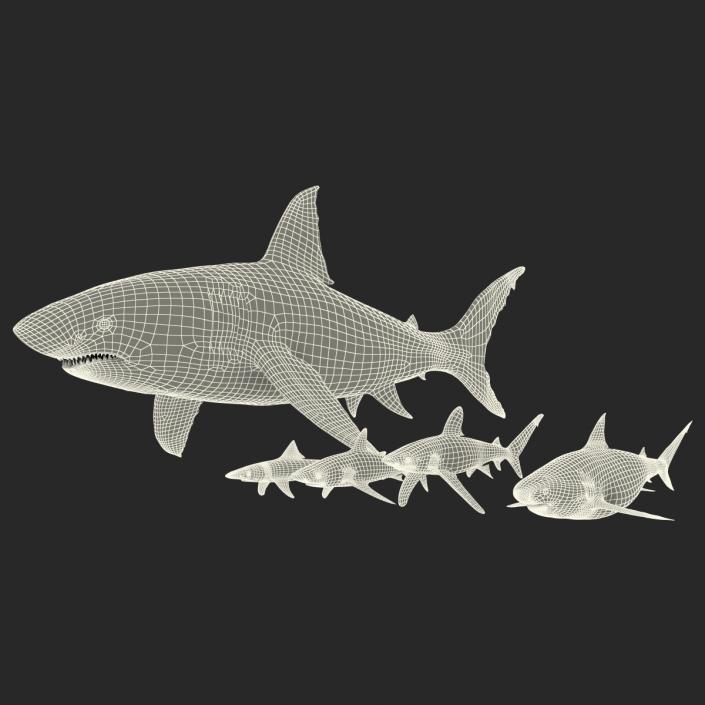 Sharks Collection 2 3D model