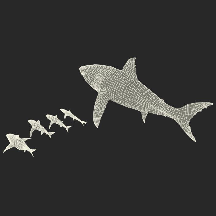 Sharks Collection 2 3D model