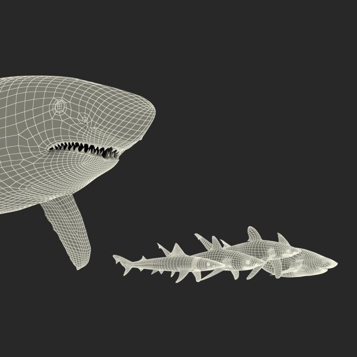 Sharks Collection 2 3D model