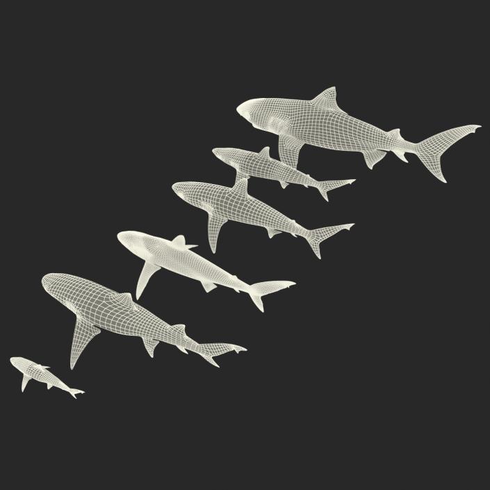 Sharks Collection 2 3D model